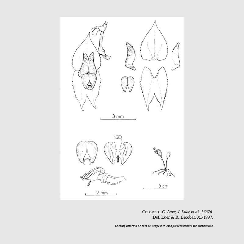 Lepanthes pinnatula
